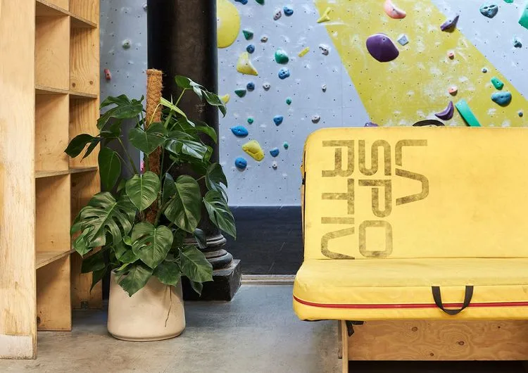 A philodendron on a moss pole in front of a bouldering wall at the Castle Climbing Centre