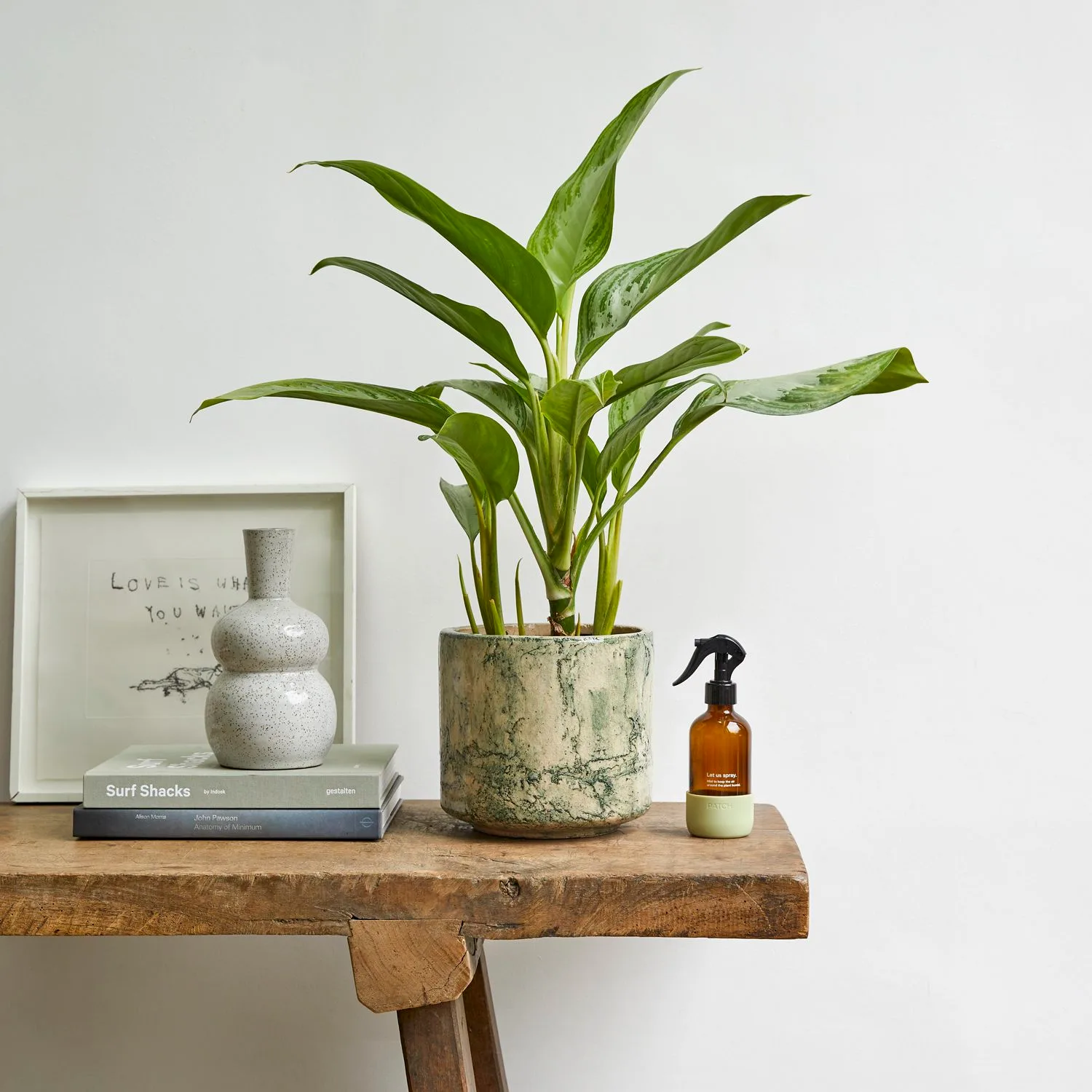 A leafy plant in a marbled cover pot beside a Patch mister