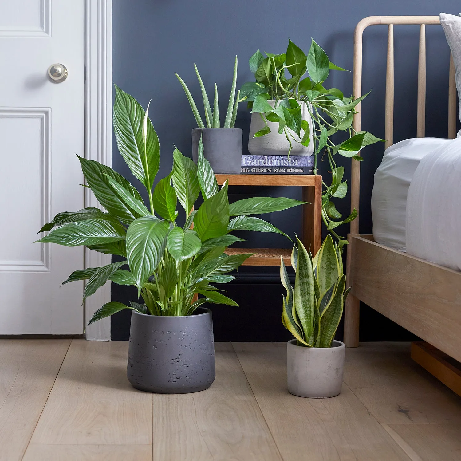 A peace lily, snake plant, aloe and devil's ivy grouped beside a bed