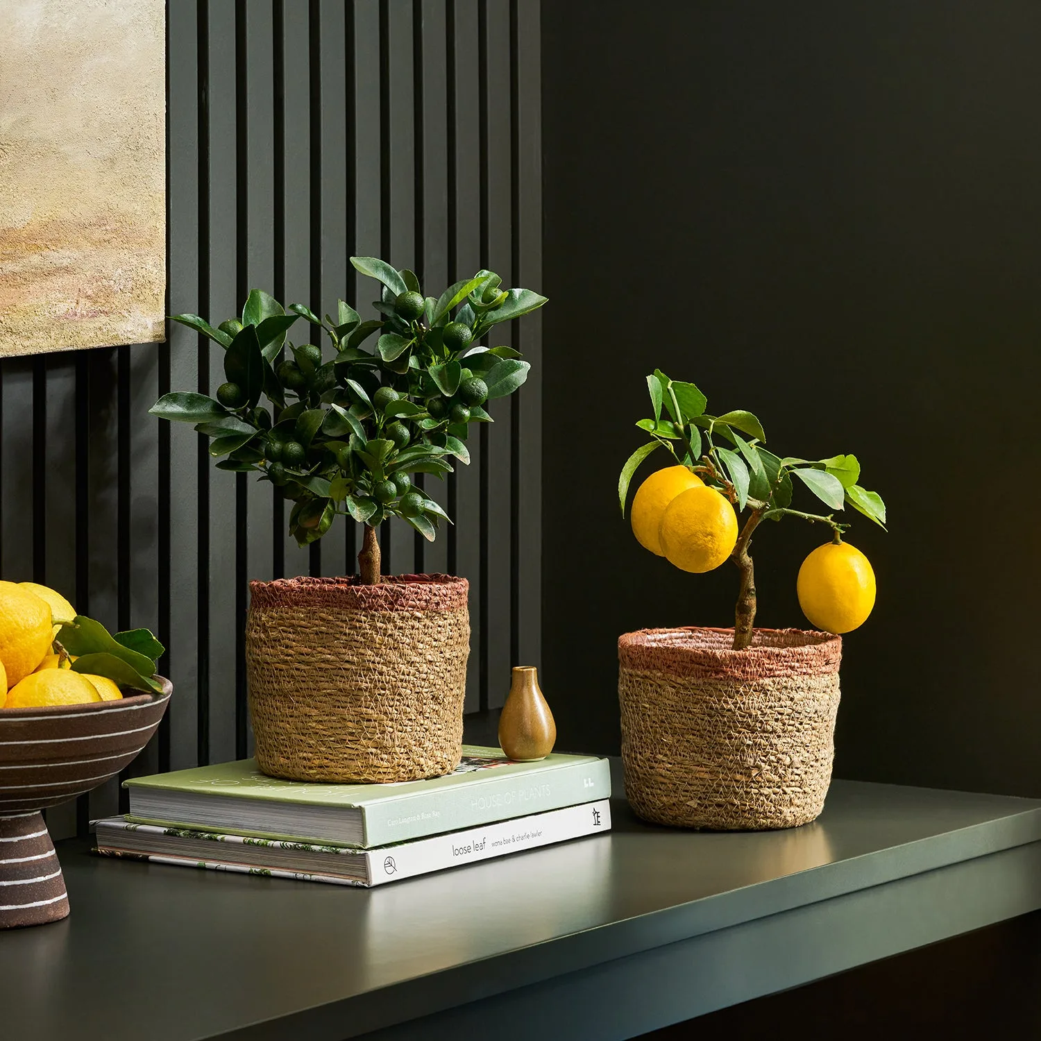 Potted citrus trees on a sideboard