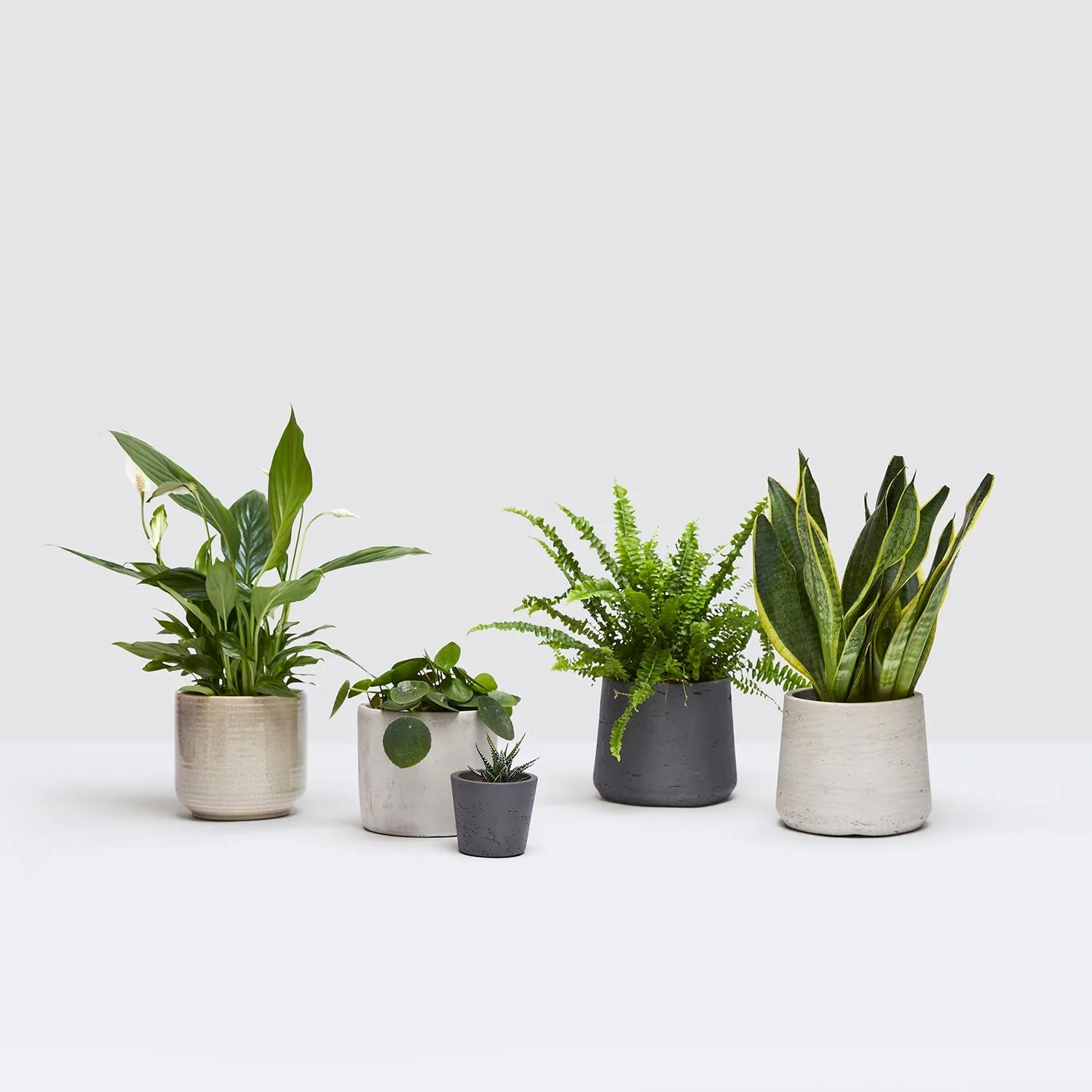 The Desktop set: five small easy-care plants in clay pots lined up on a desk