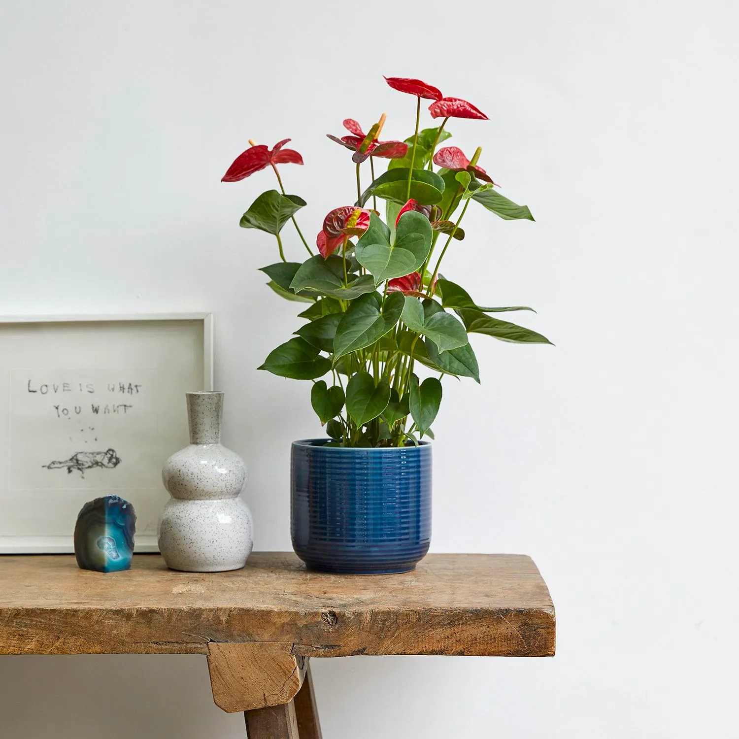 An anthurium in a blue ceramic pot on a wooden bench