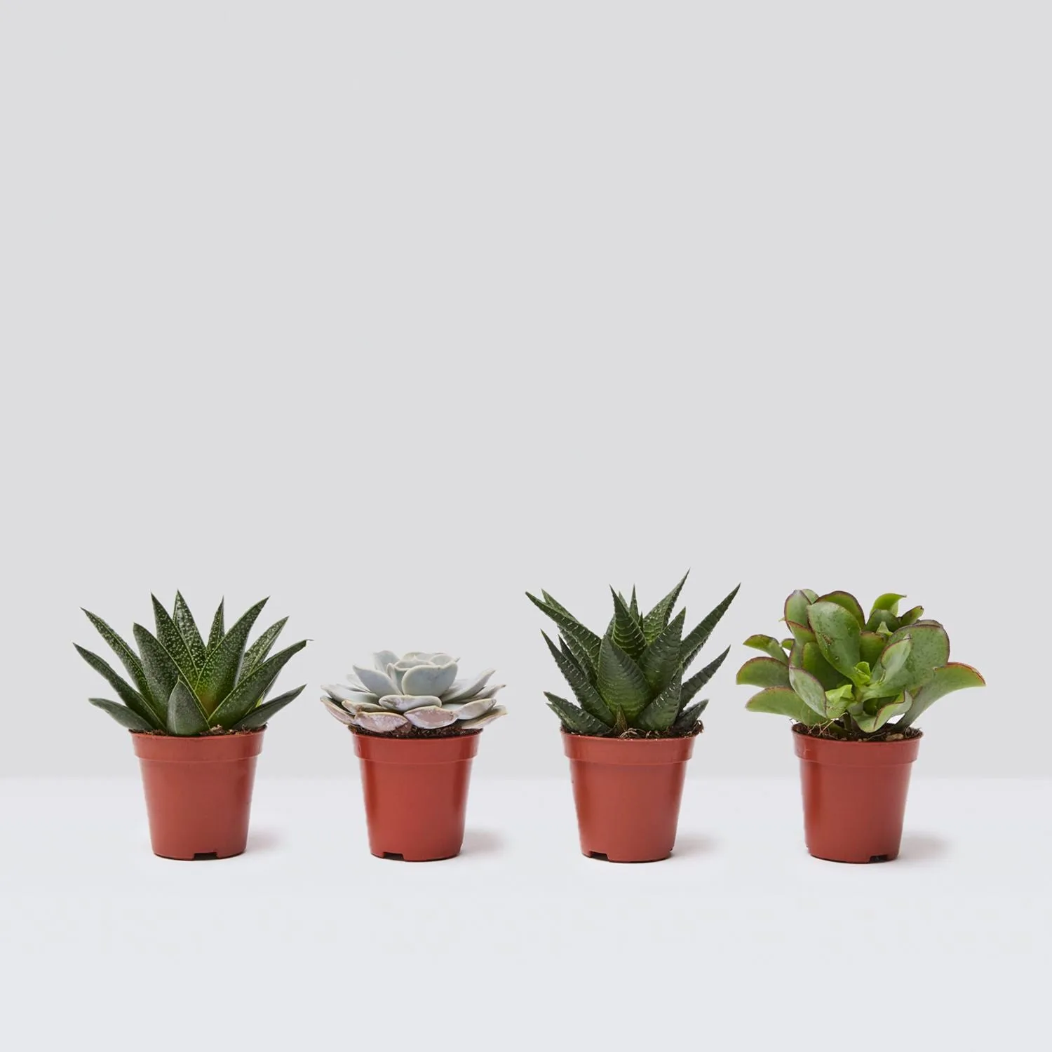 The Mini succulent set