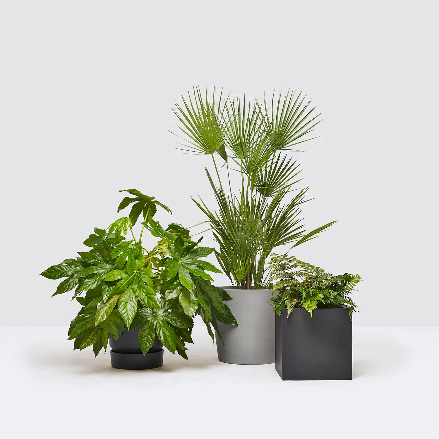A grouping of potted outdoor plants — fatsia, fan palm and fern