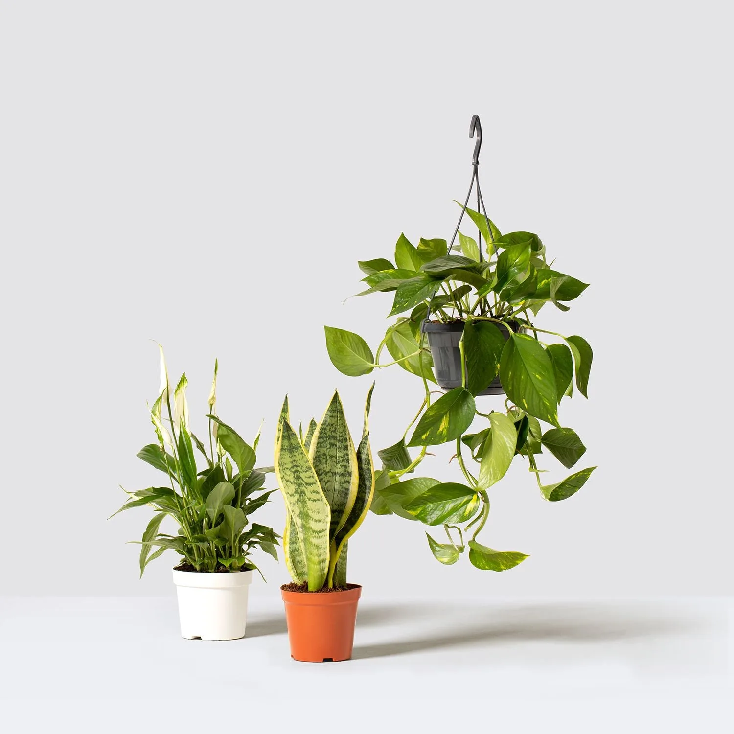 The Starter set: peace lily, snake plant and golden pothos in clay pots