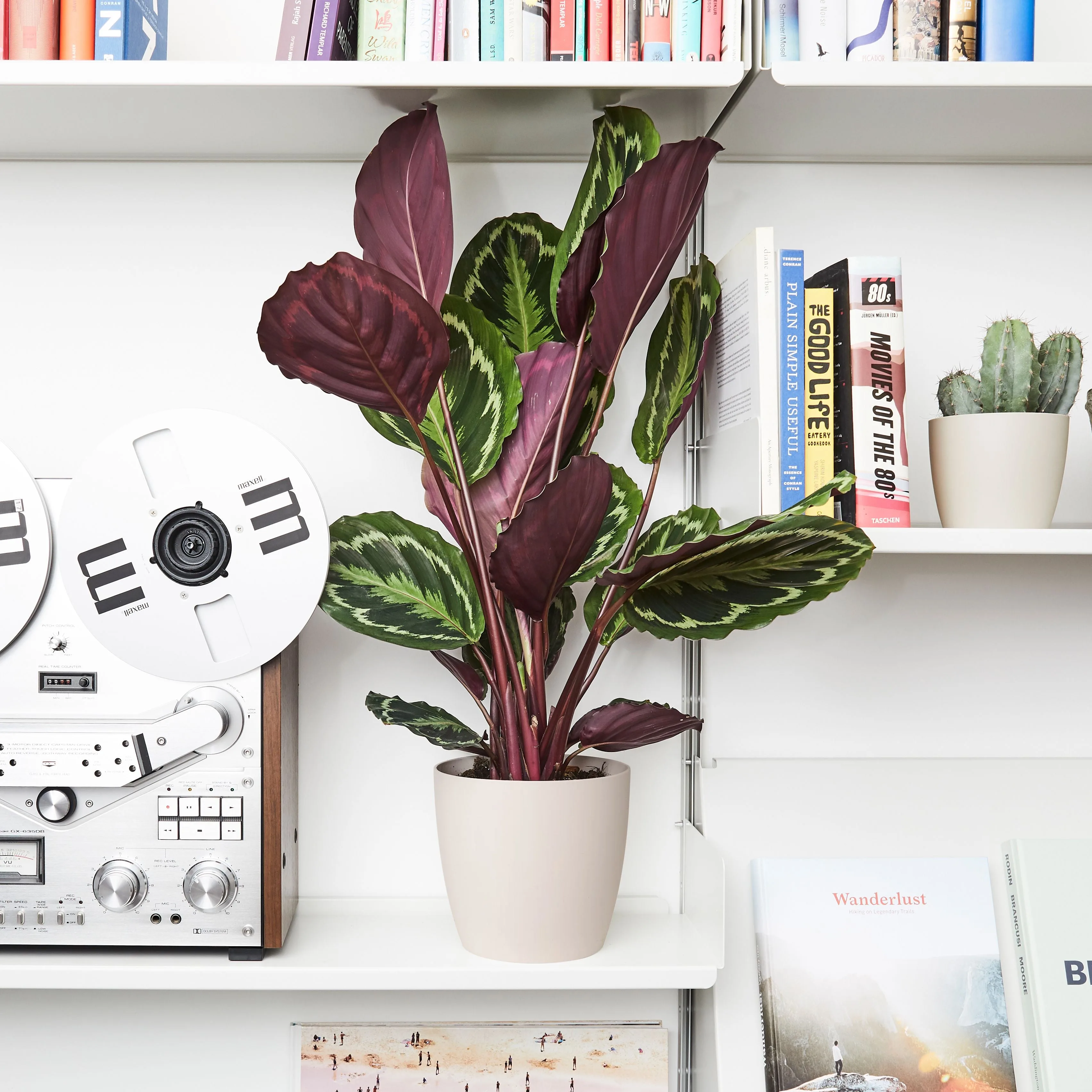 A pet-safe calathea medallion on a shelf between books and a cactus