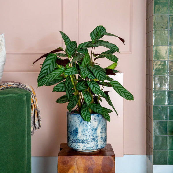 A Ctenanthe &lsquo;Compactstar&rsquo; with striped green leaves in a blue marbled pot