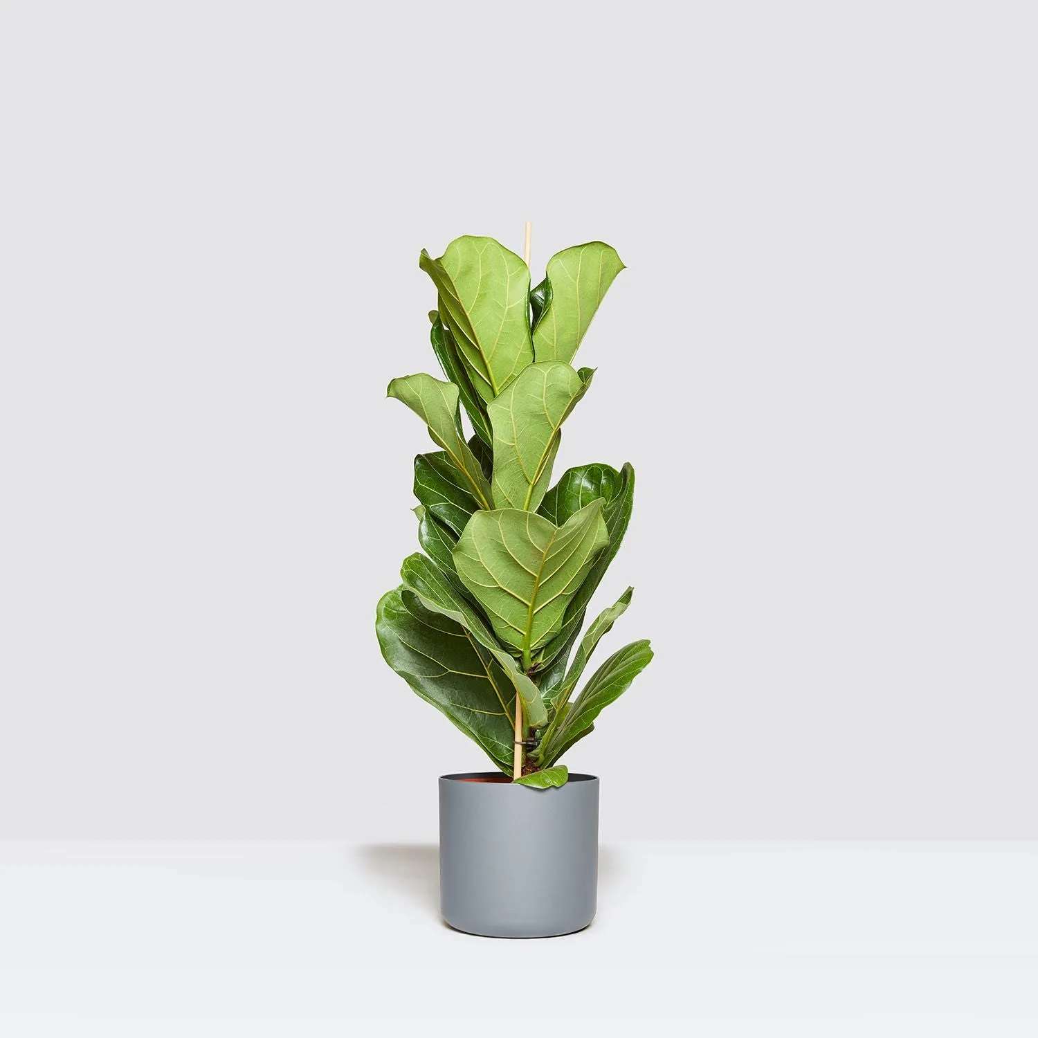 Fiddle-leaf fig