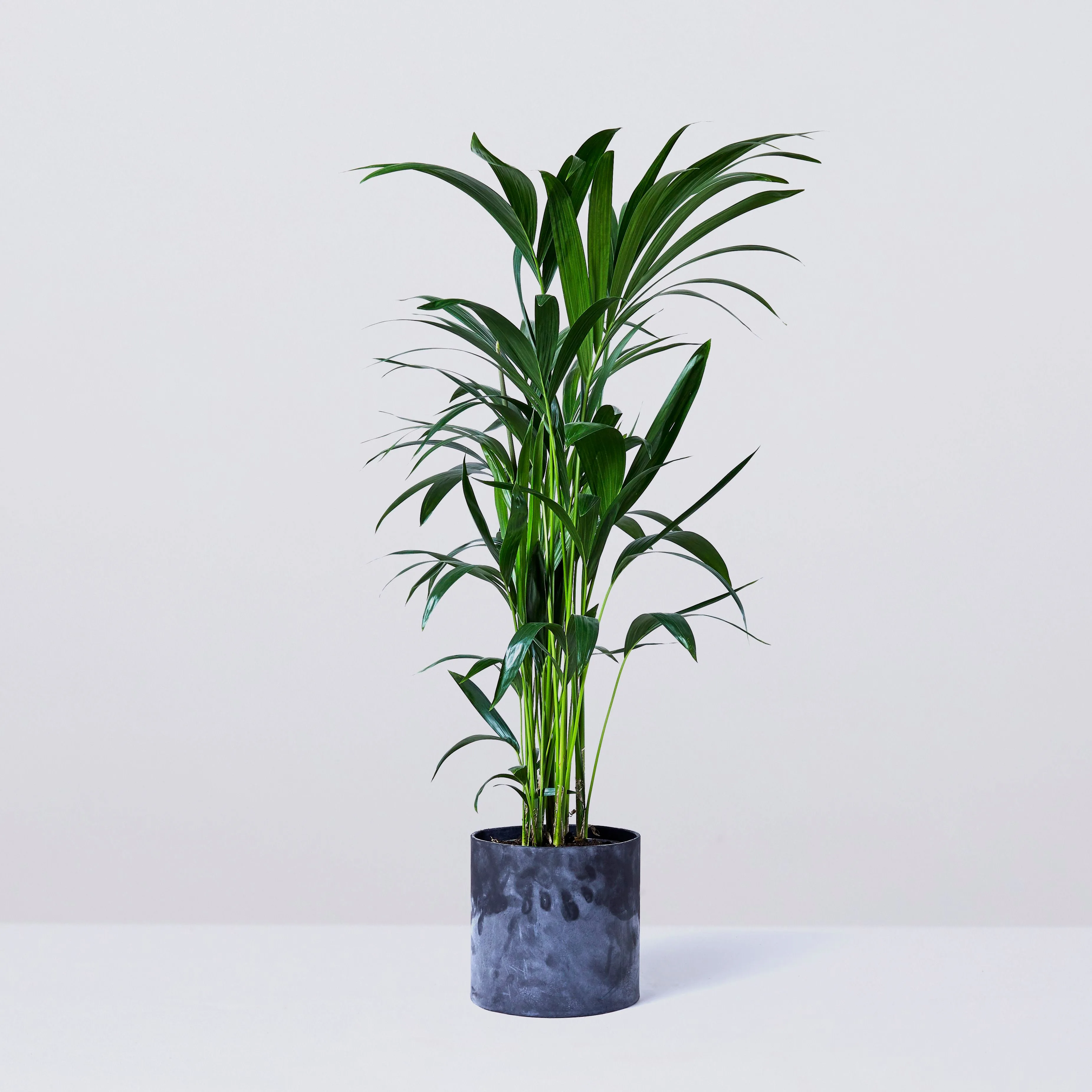 Kentia palm