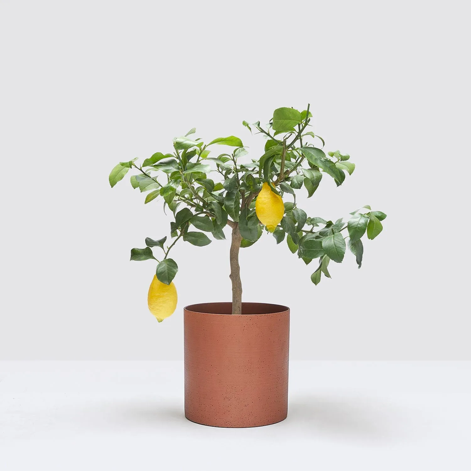 A potted lemon tree