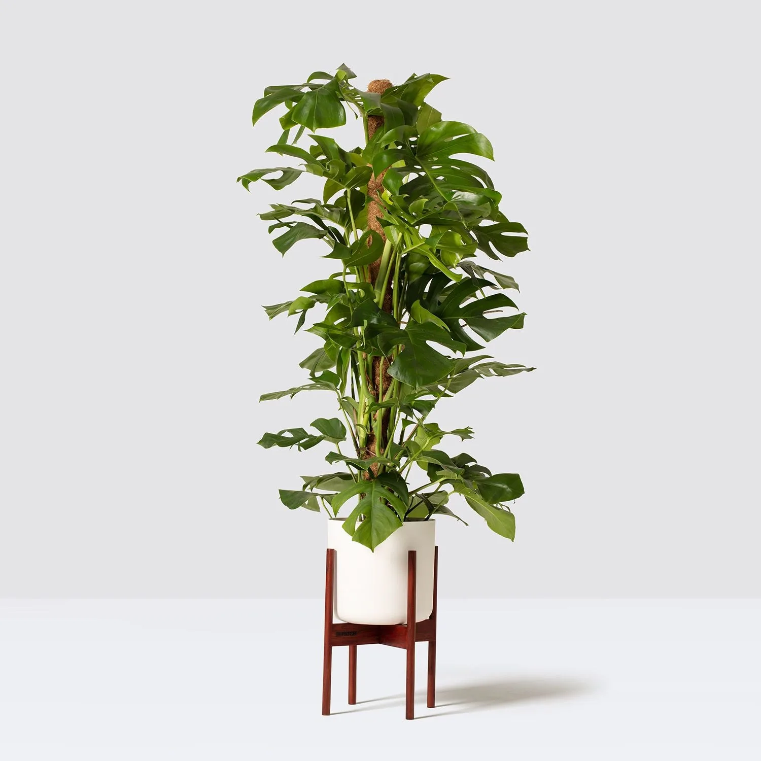 Swiss Cheese plant