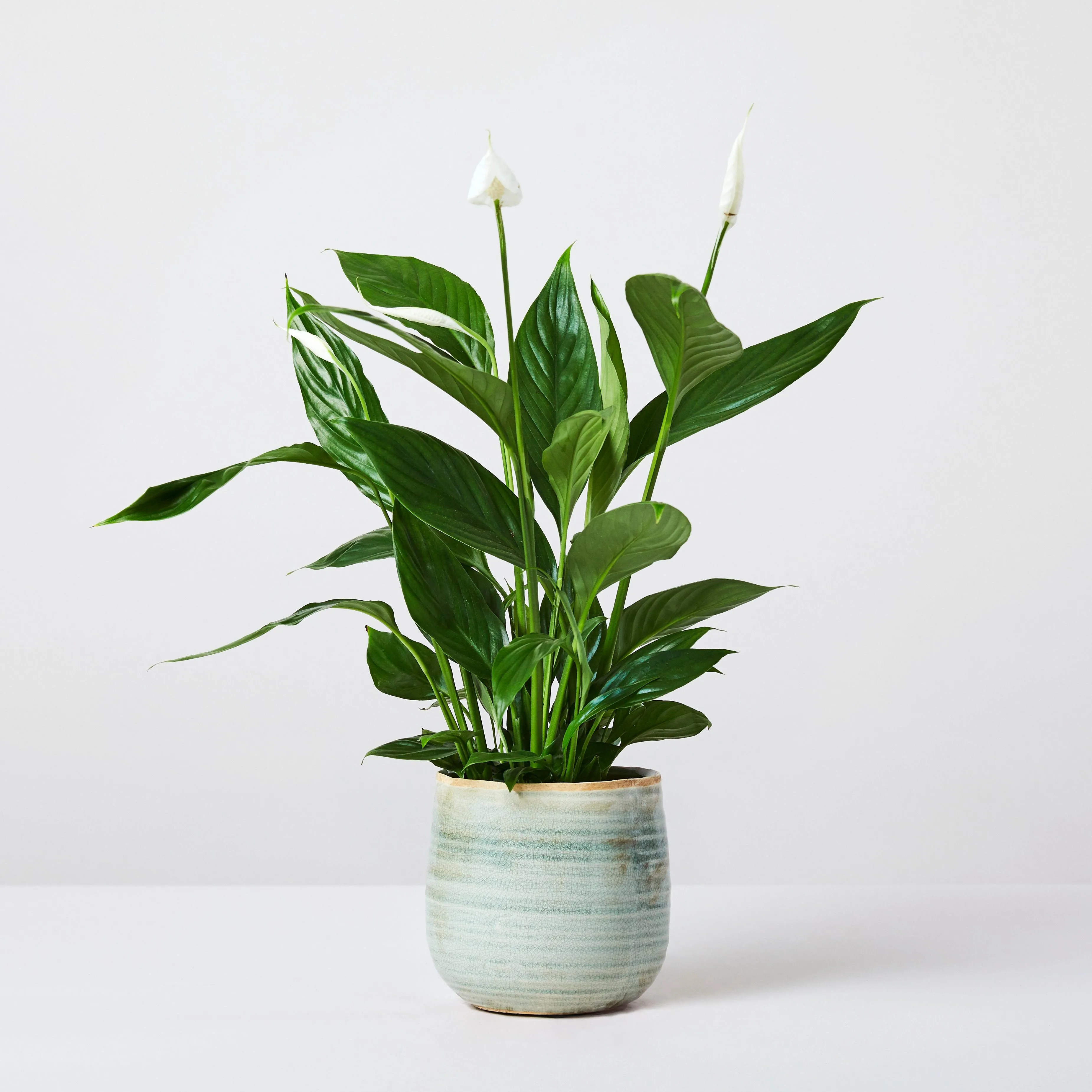 Peace lily in bloom