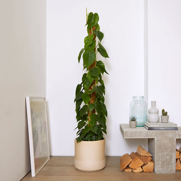 Philodendron scandens