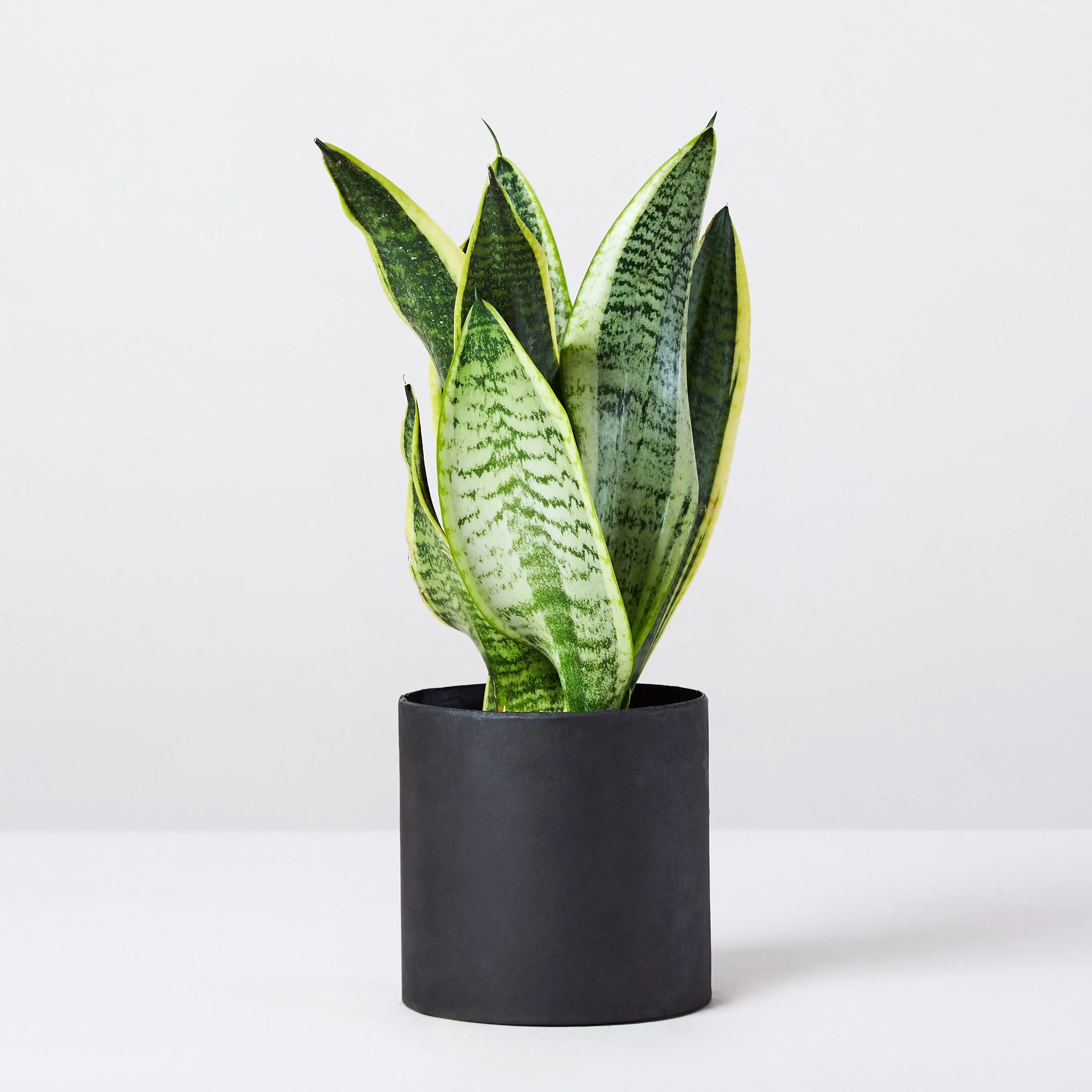 Snake plant