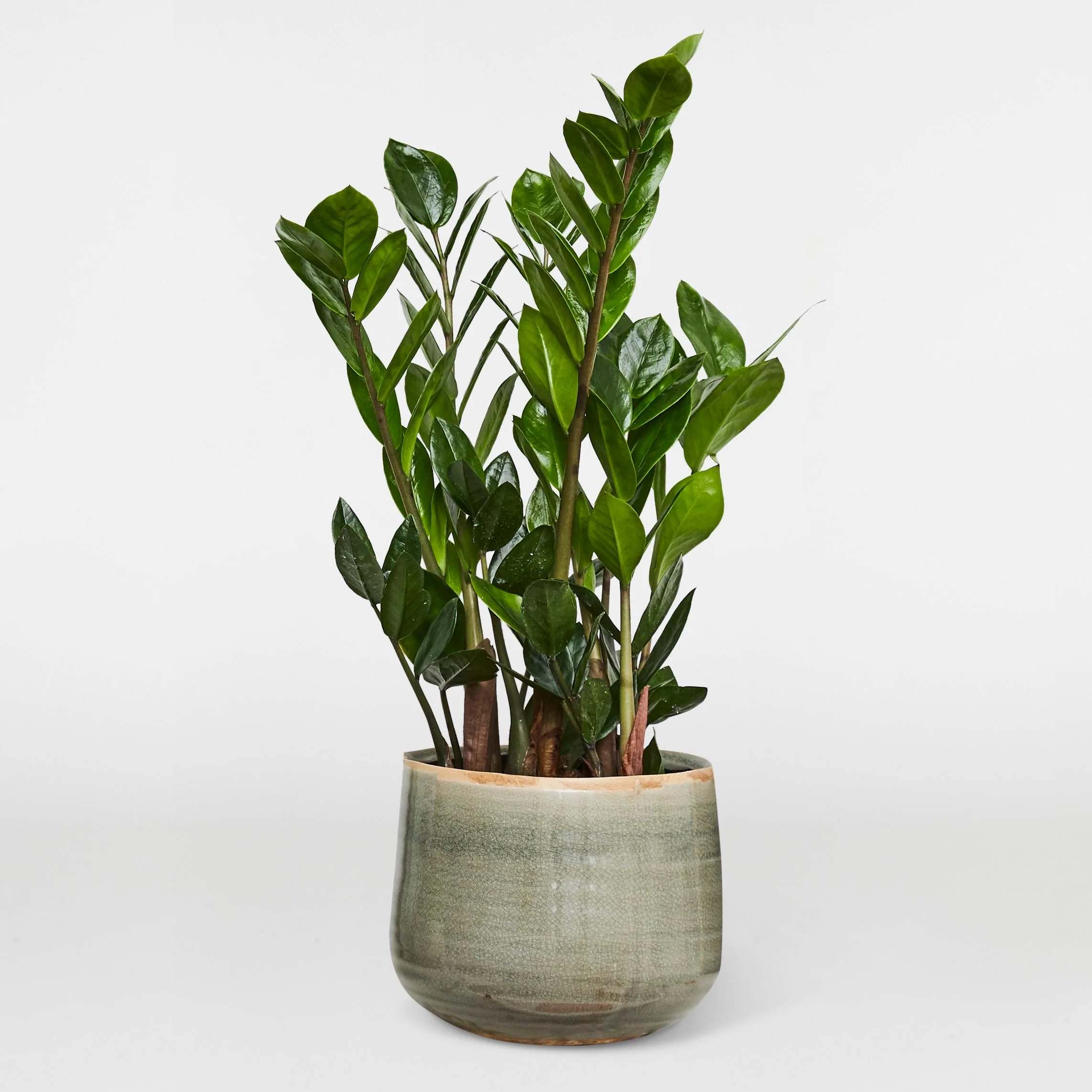 ZZ plant, Zamioculcas zamiifolia