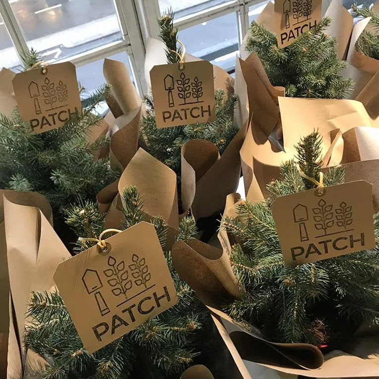 Patch Christmas trees ready to be donated