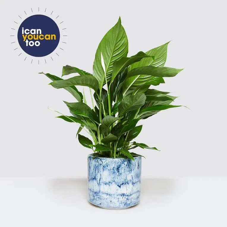 Pippa the peace lily, the Patch charity plant
