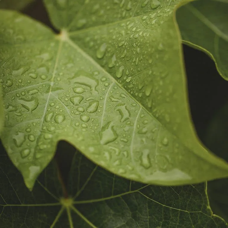 Close-up of a houseplant leaf with water droplets