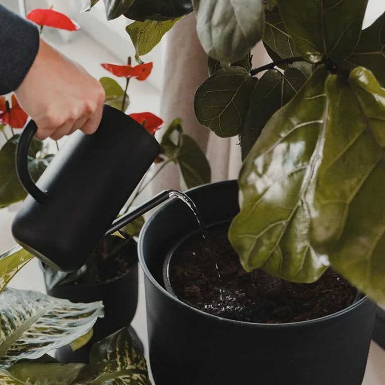 Watering a fiddle-leaf fig with a watering can