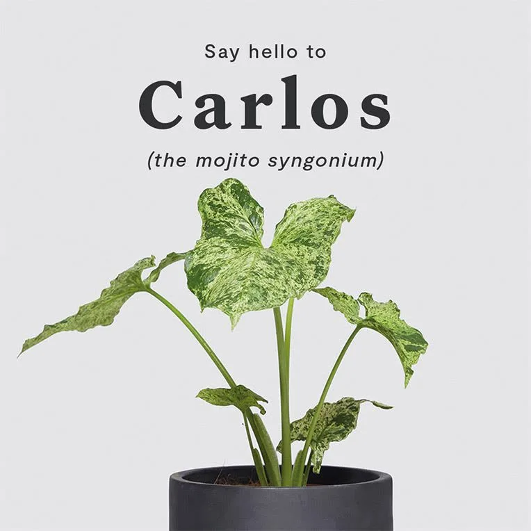Carlos, the mojito syngonium