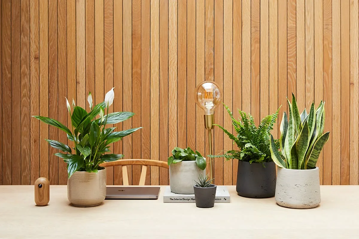 A peace lily, Chinese money plant, fern, succulent and snake plant in a home office