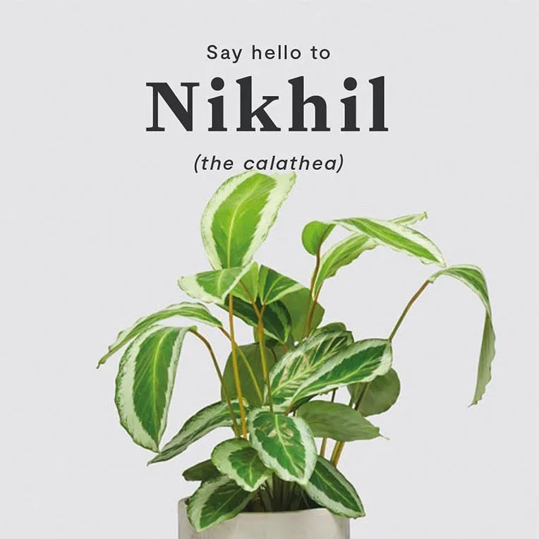 Nikhil, the calathea