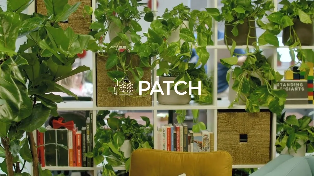 A Patch-planted office: shelves of pothos and fiddle-leaf figs dividing a workspace