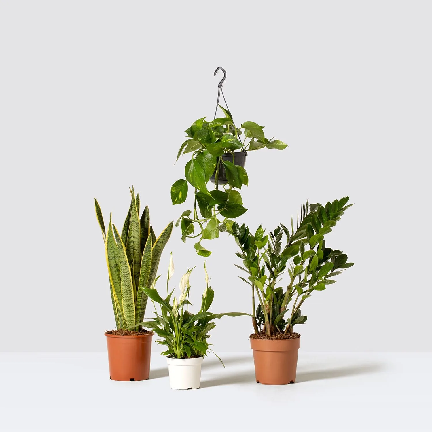 A set of unkillable houseplants