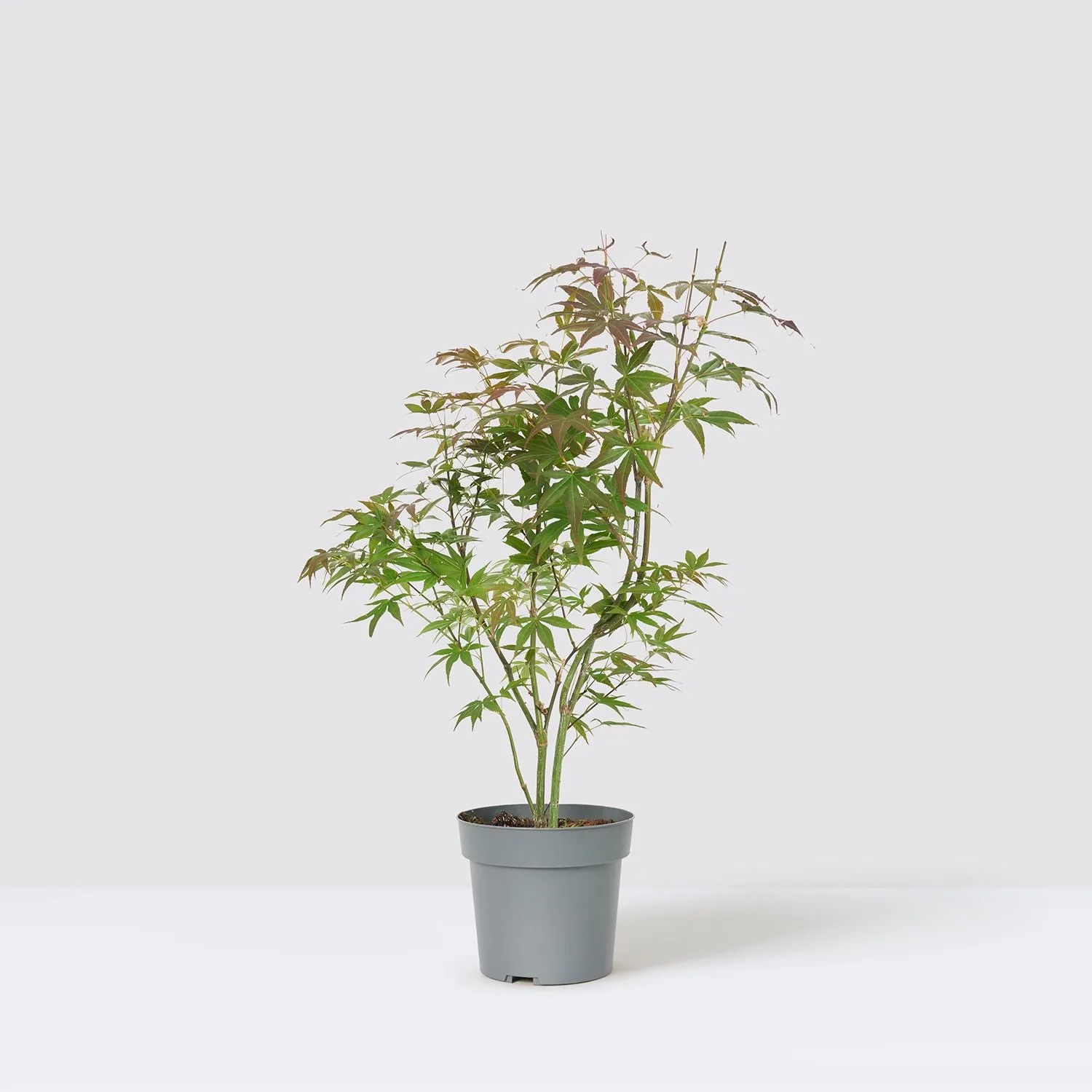 A red Japanese maple