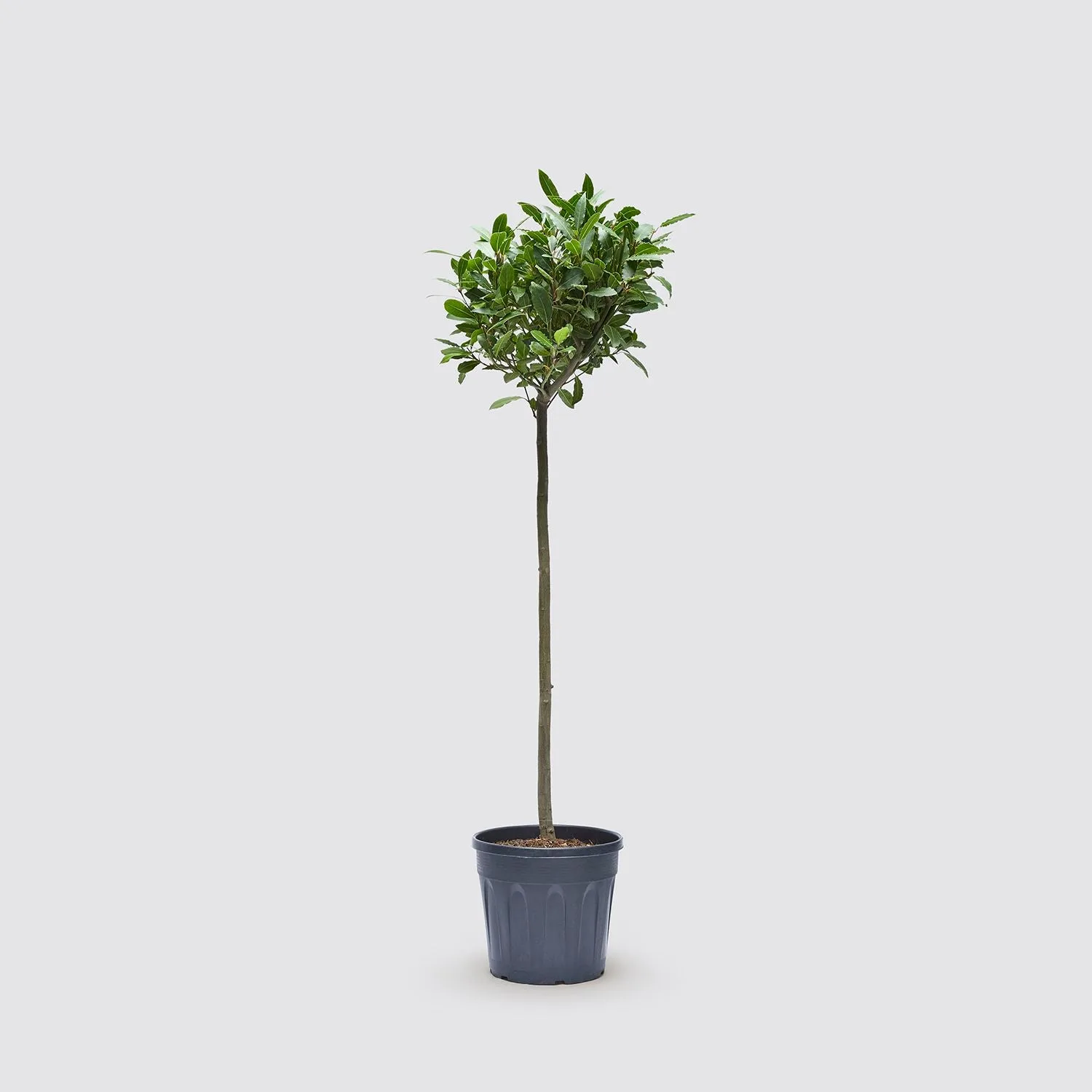 Laura tree