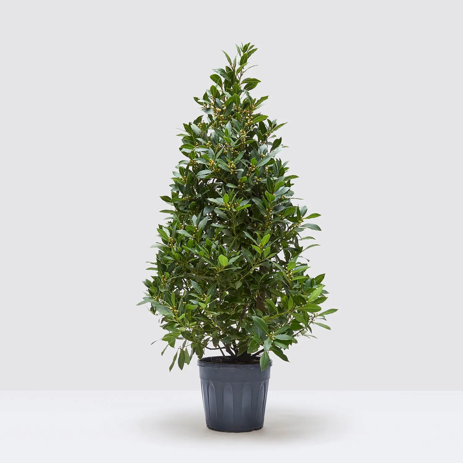 Laura shrub