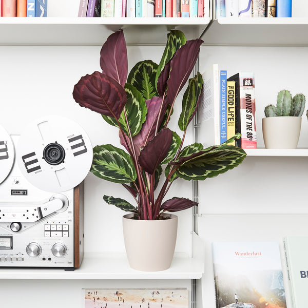 A calathea medallion with patterned leaves