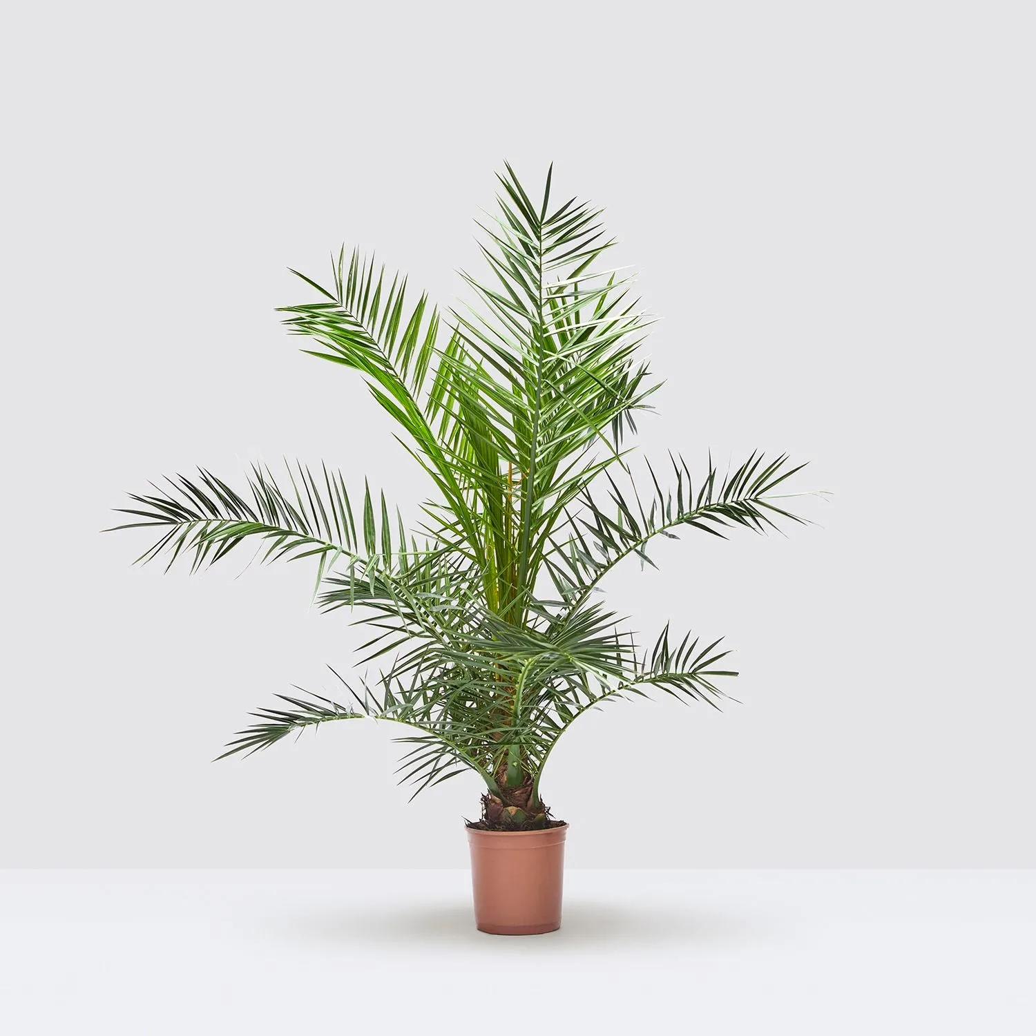 A Canary Island date palm