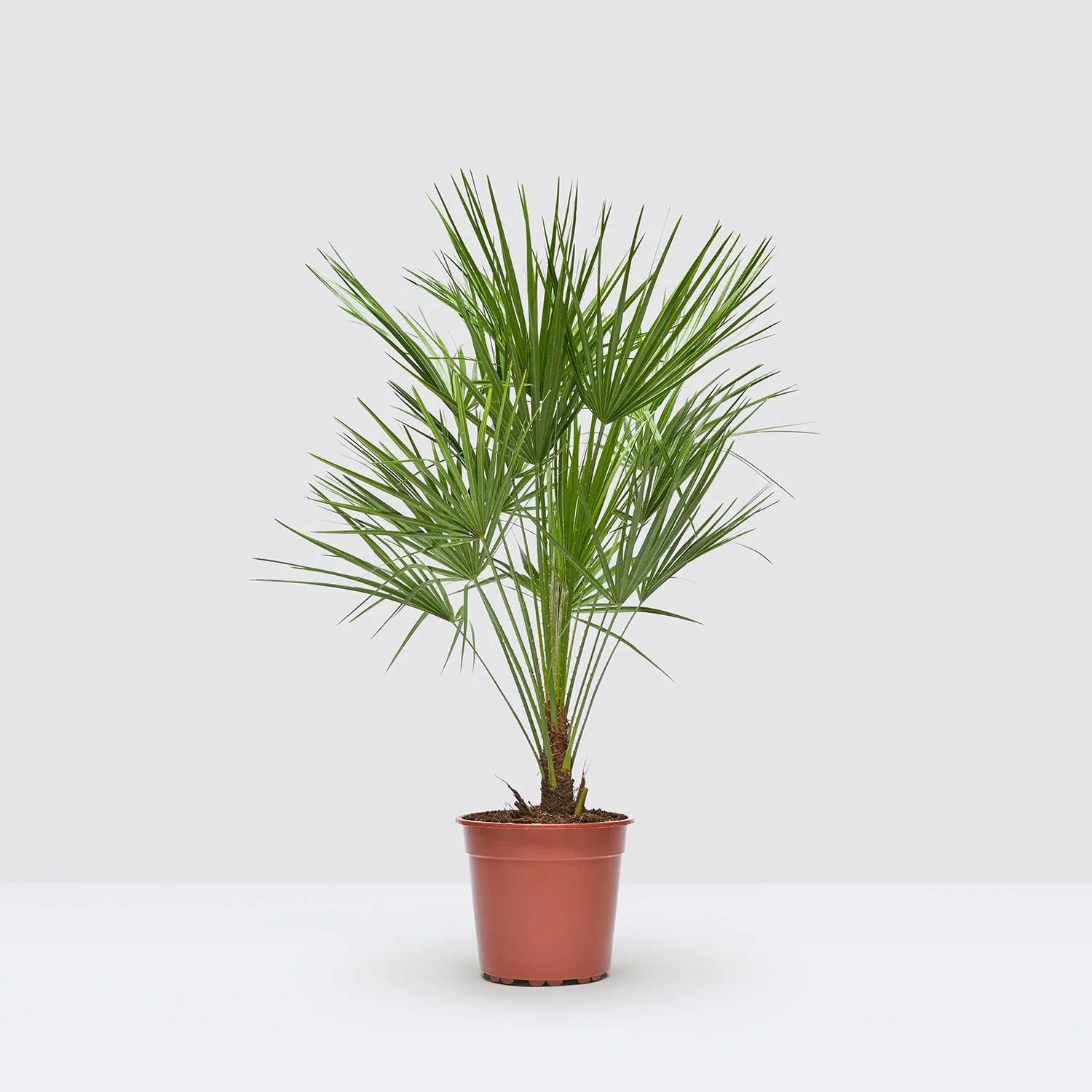 A dwarf fan palm