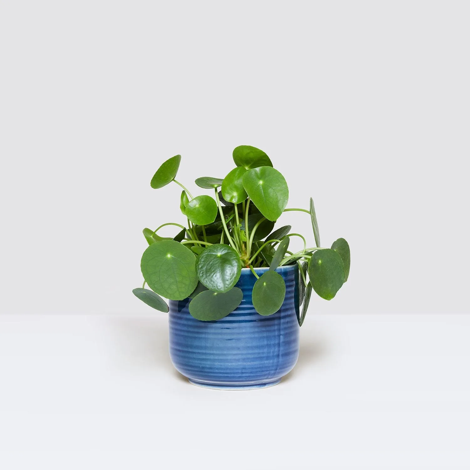 A Chinese money plant