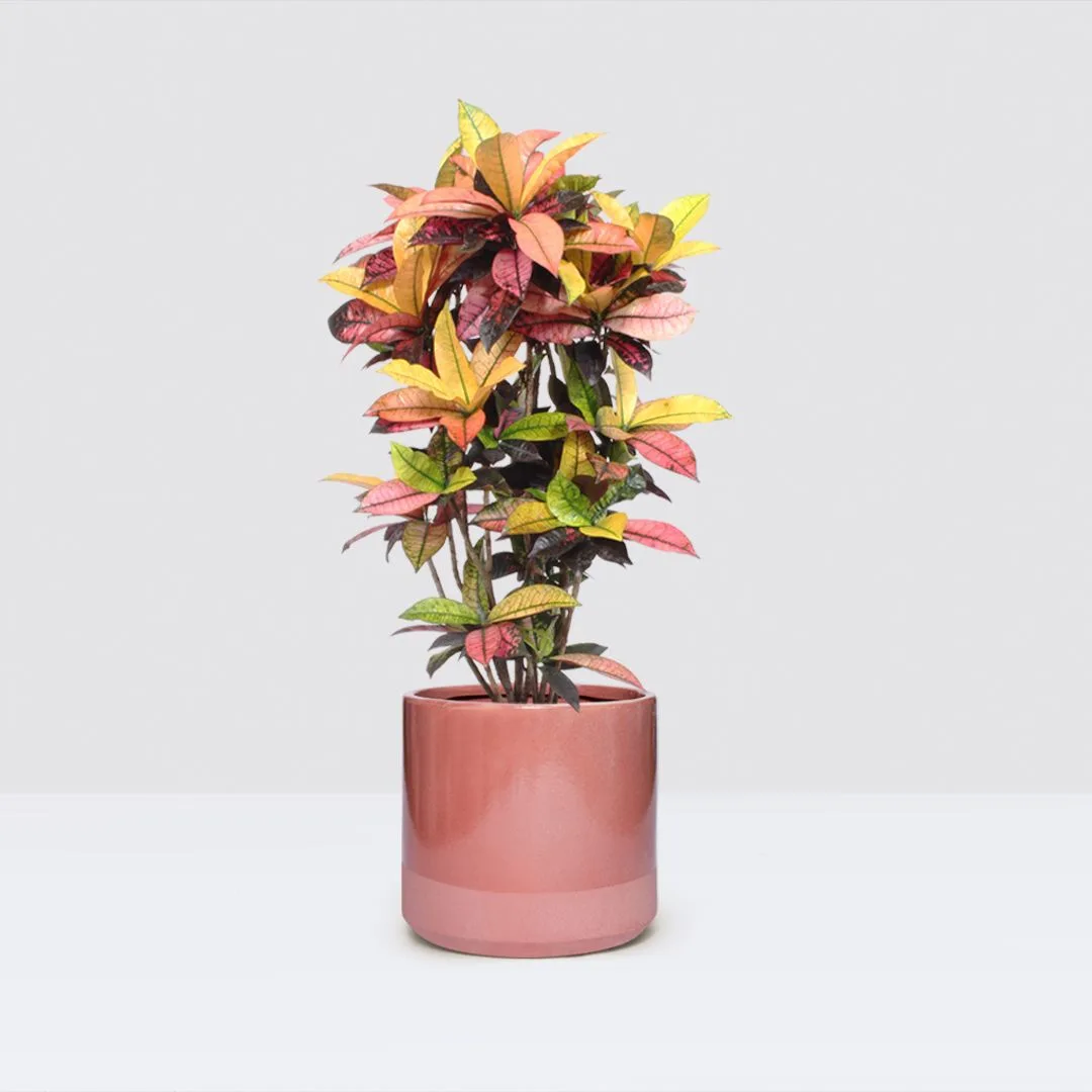 Croton