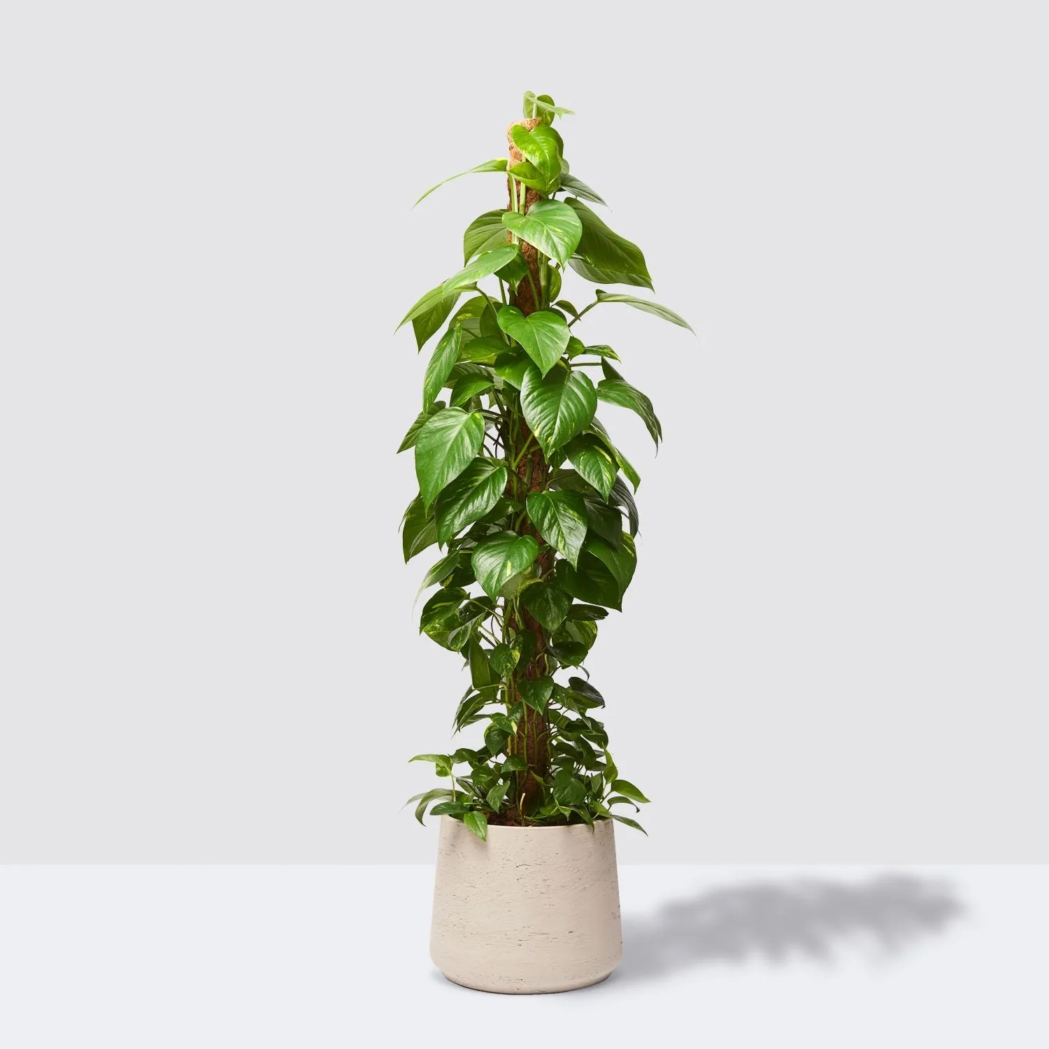 A devil’s ivy trailing over a grey pot