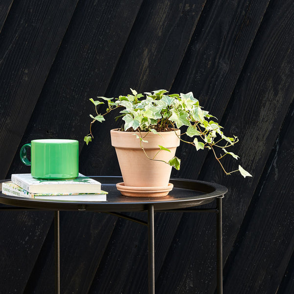 Variegated English ivy trailing over a pot