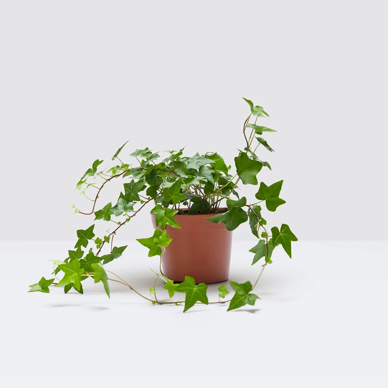 Pet-safe outdoor plants