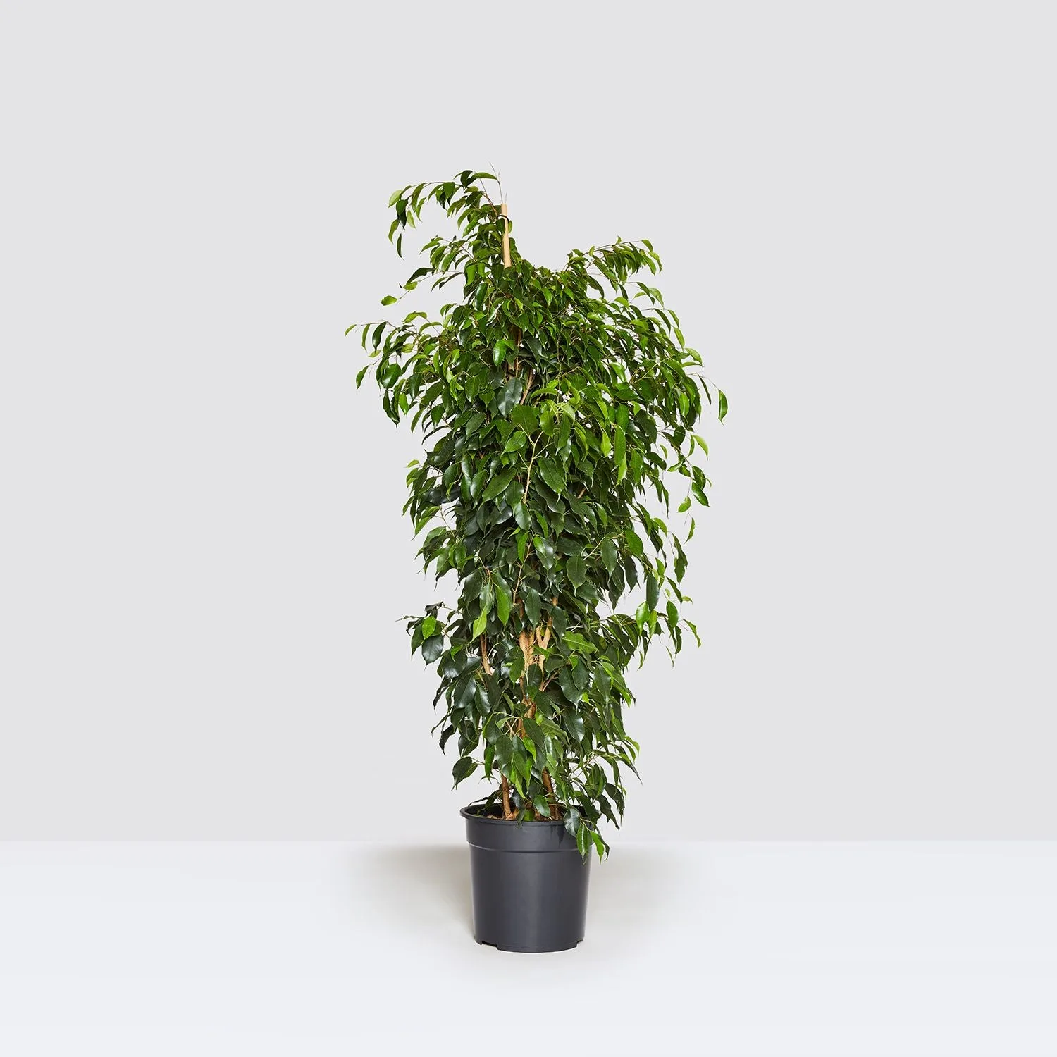 A ficus benjamina