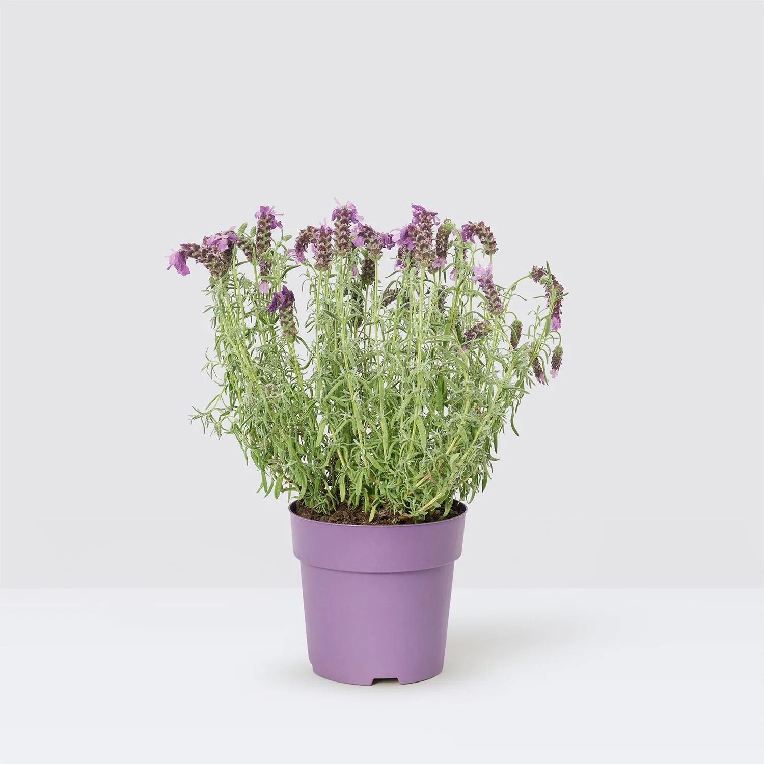 Flowering outdoor plants