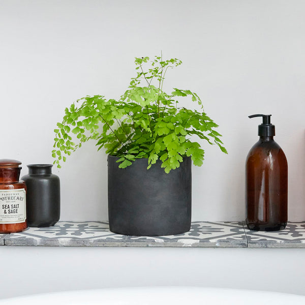 A delicate maidenhair fern