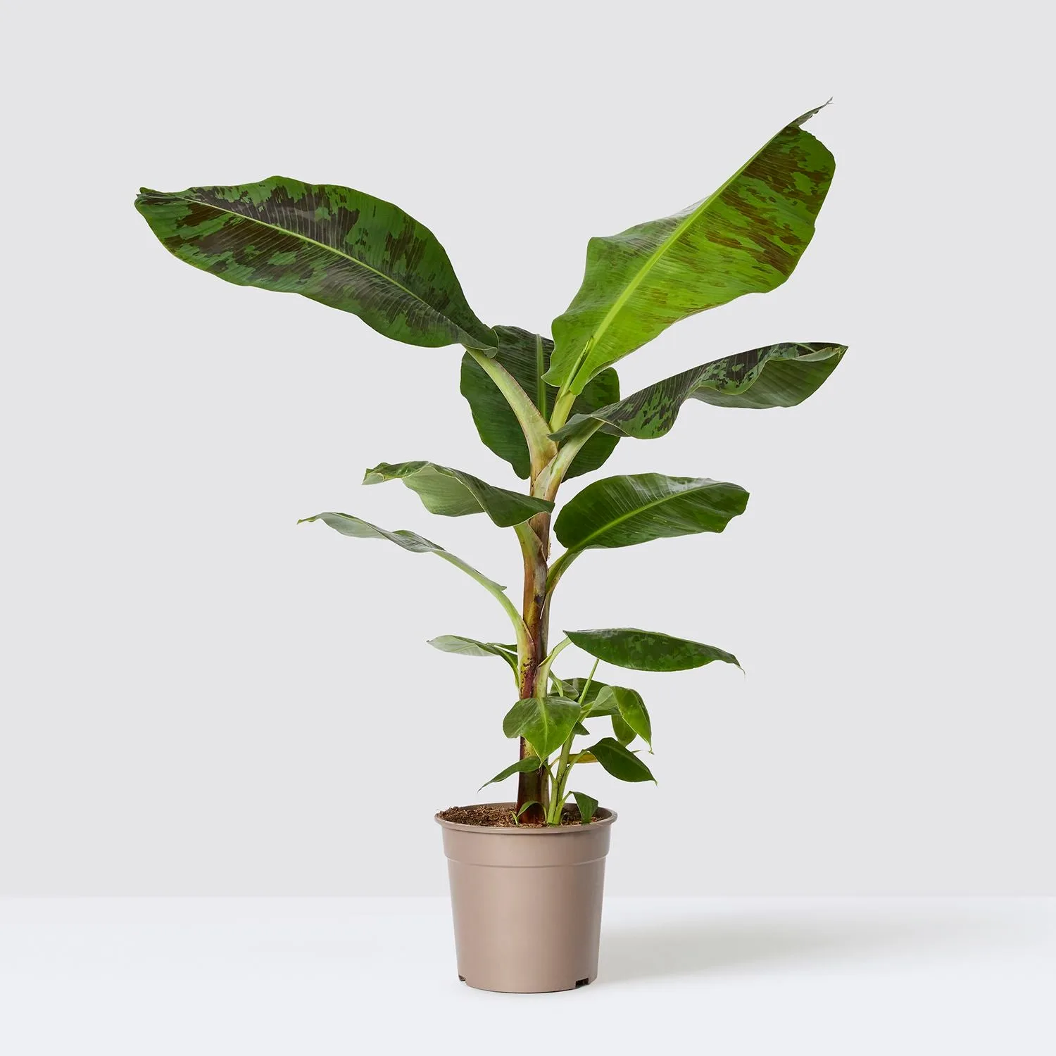 Musa