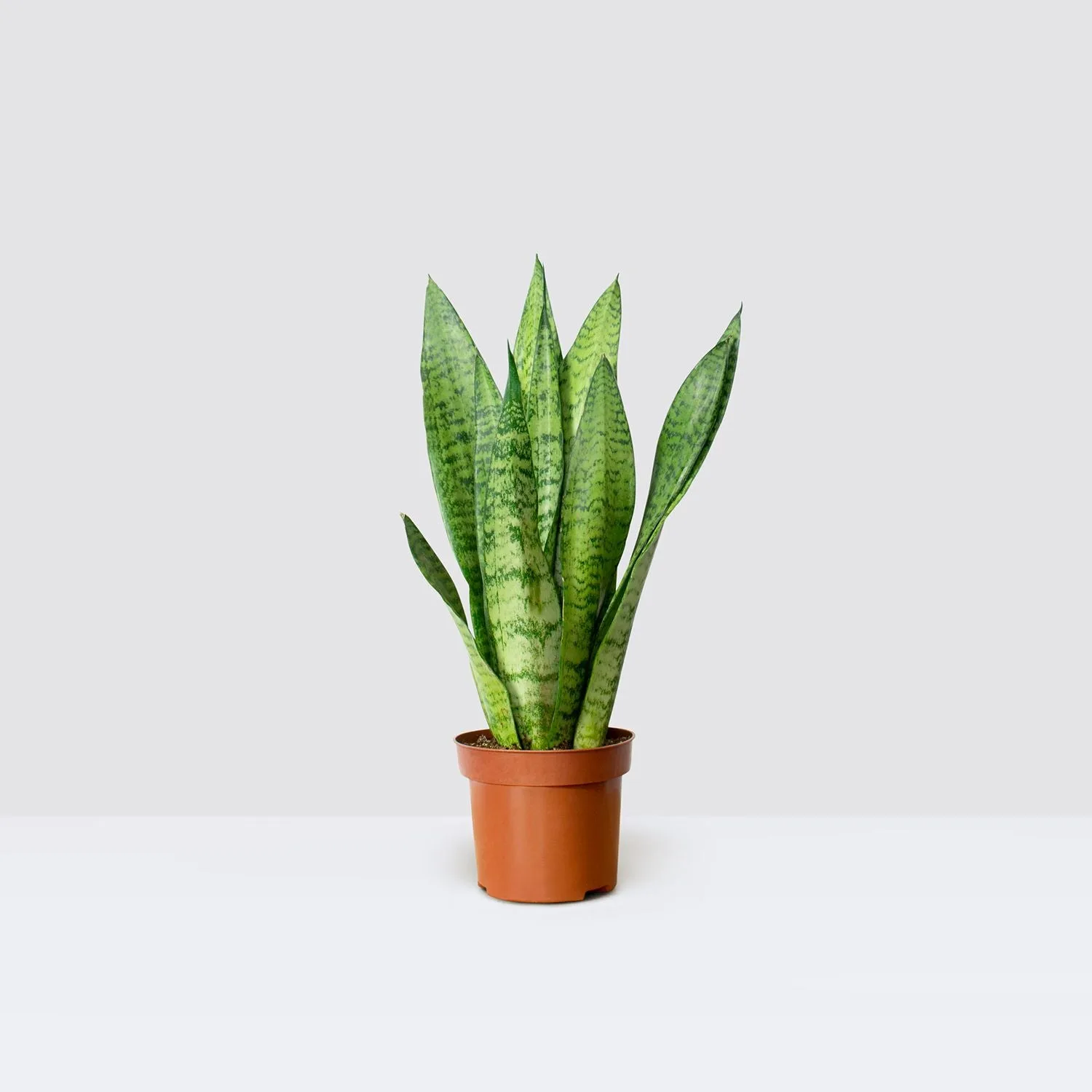 A sansevieria zeylanica