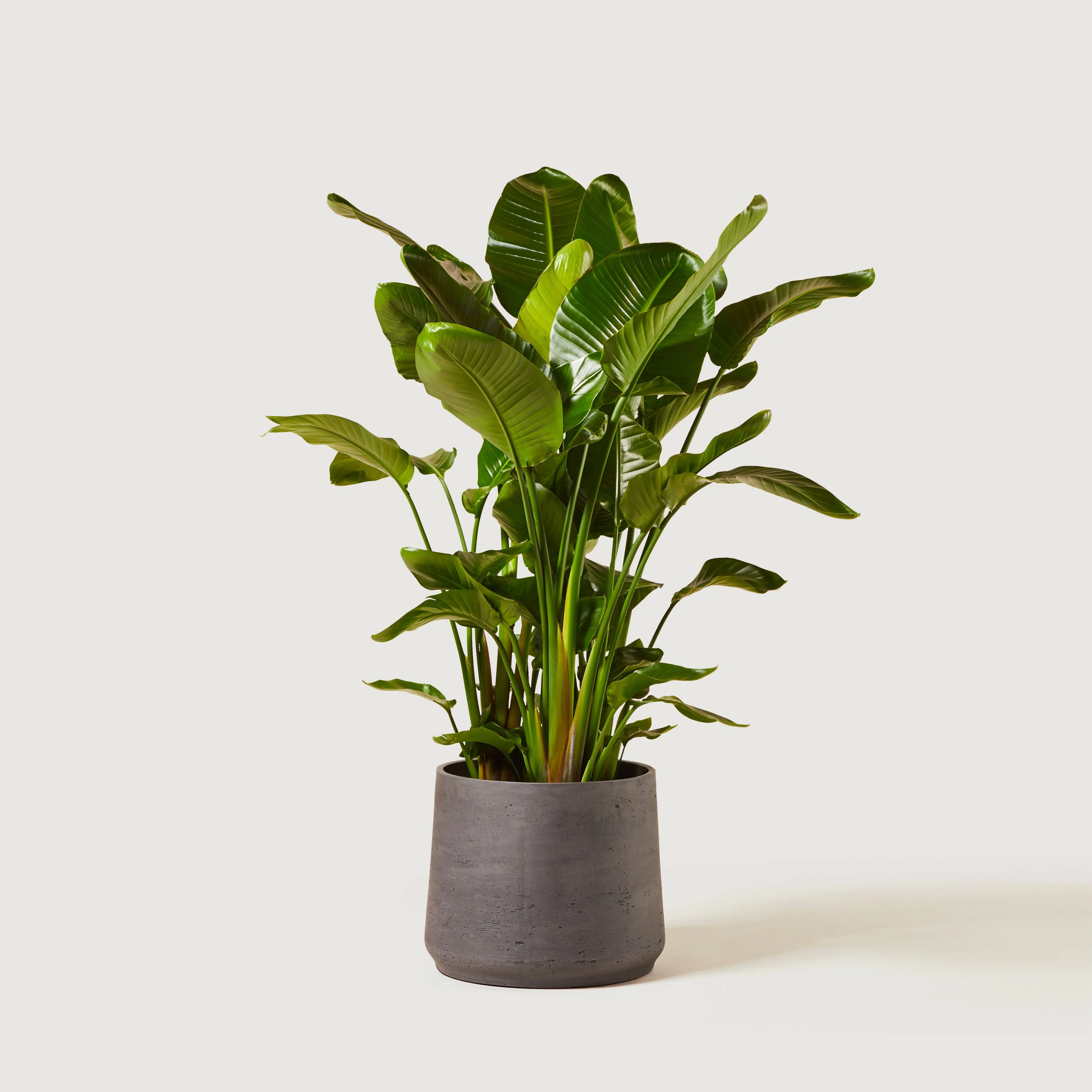Strelitzia nicolai