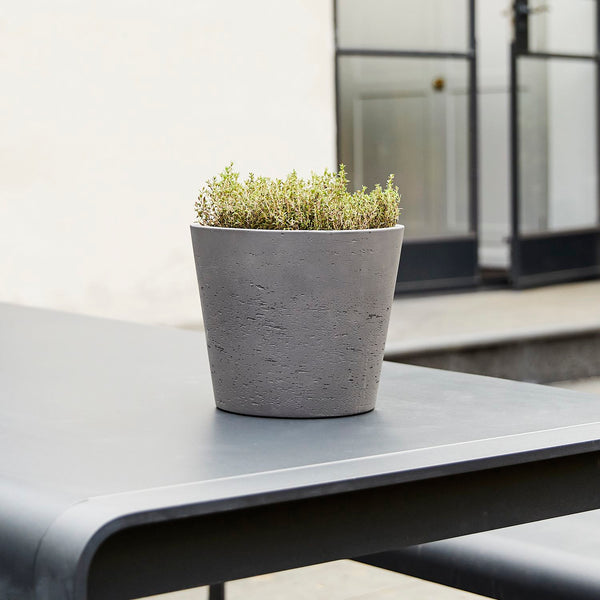 Thyme Herb
