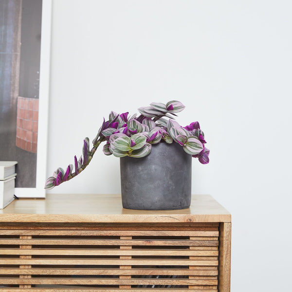 Tradescantia 'Nanouk'